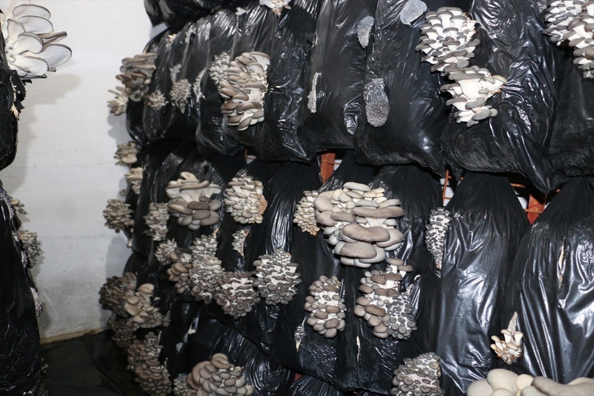 Erzincan’ın Üzümlü ilçesinde alternatif ürünler yetiştiren üretici İkram Bakar, istiridye mantarı...