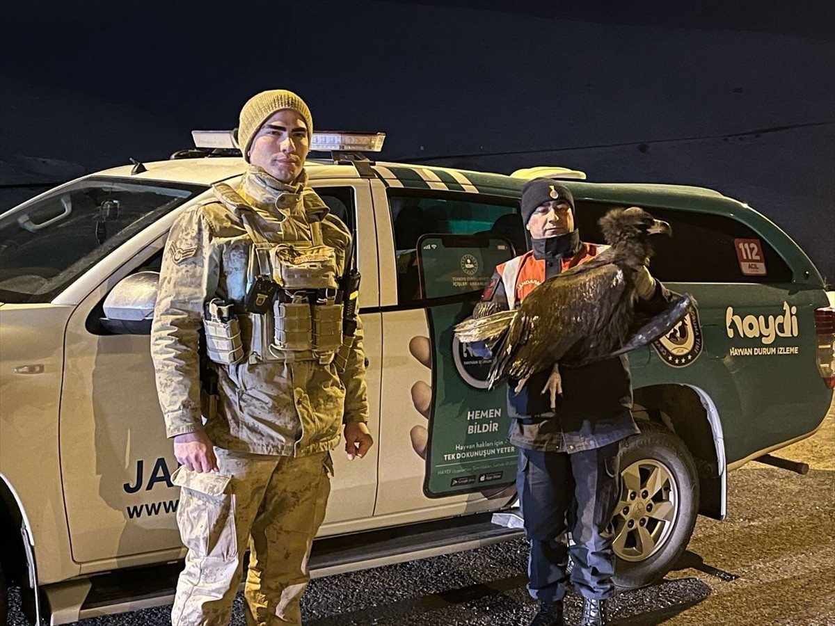 Erzurum'un Çat ilçesinde jandarma ekiplerince bitkin halde bulunan kara akbaba, bakım ve...