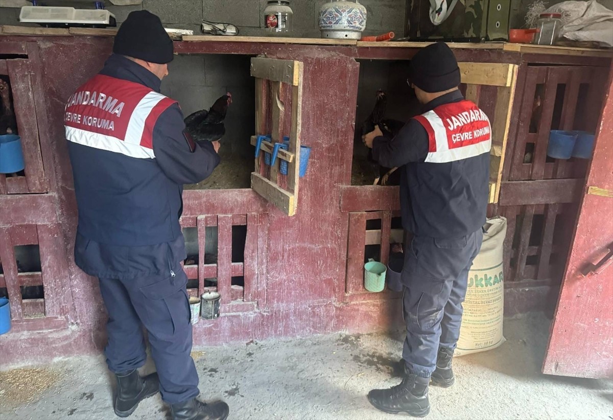 Erzurum'un Uzundere ilçesinde horoz dövüştürdükleri tespit edilen 3 kişiye 31 bin 155 lira ceza...