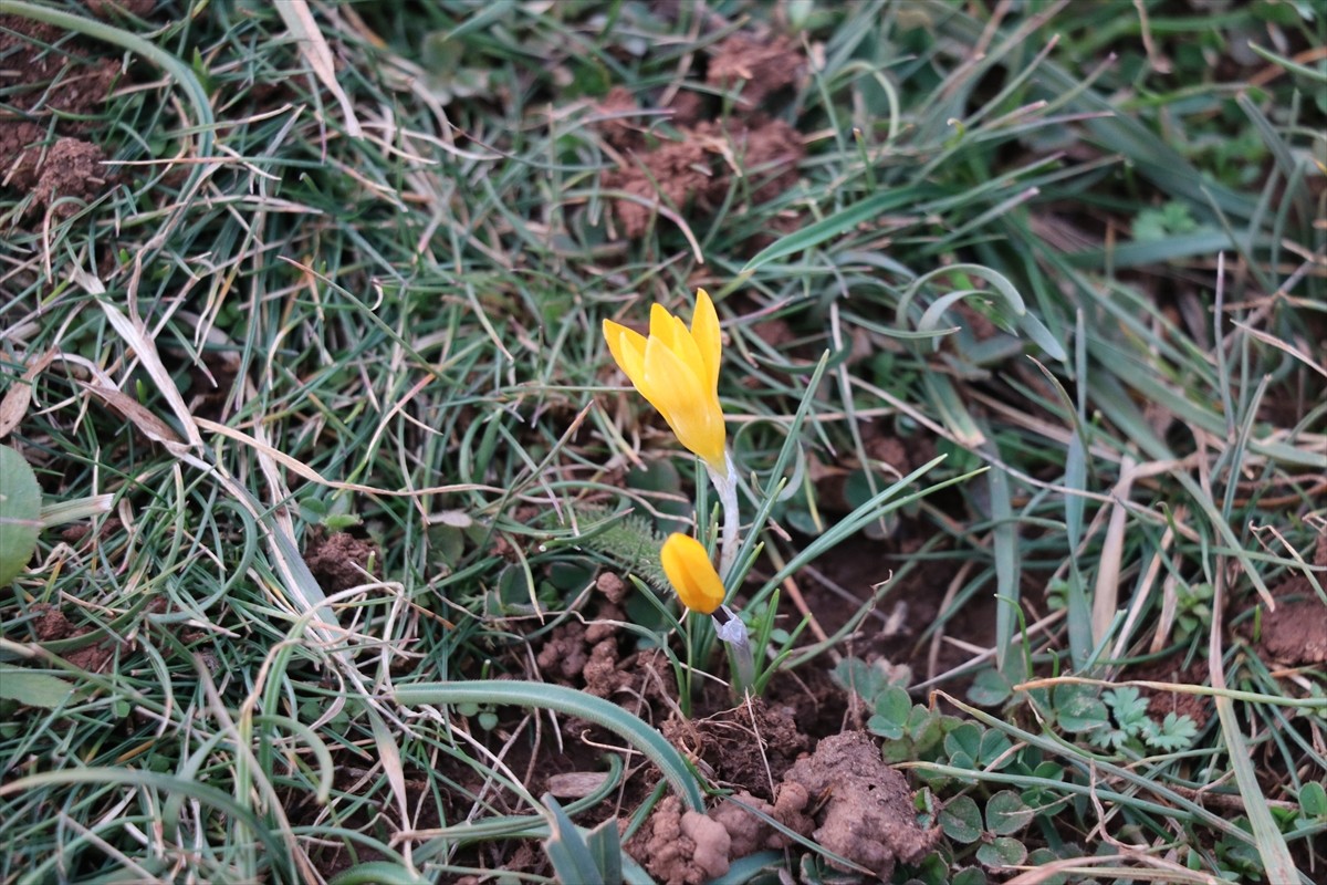 Karabük'ün Eflani ilçesinde baharın müjdecisi olarak bilinen çiğdemler erken çiçek açtı.