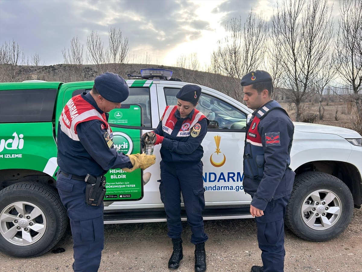 Kırıkkale'de jandarma ekiplerince bulunan yaralı kulaklı orman baykuşu tedavi altına alındı.