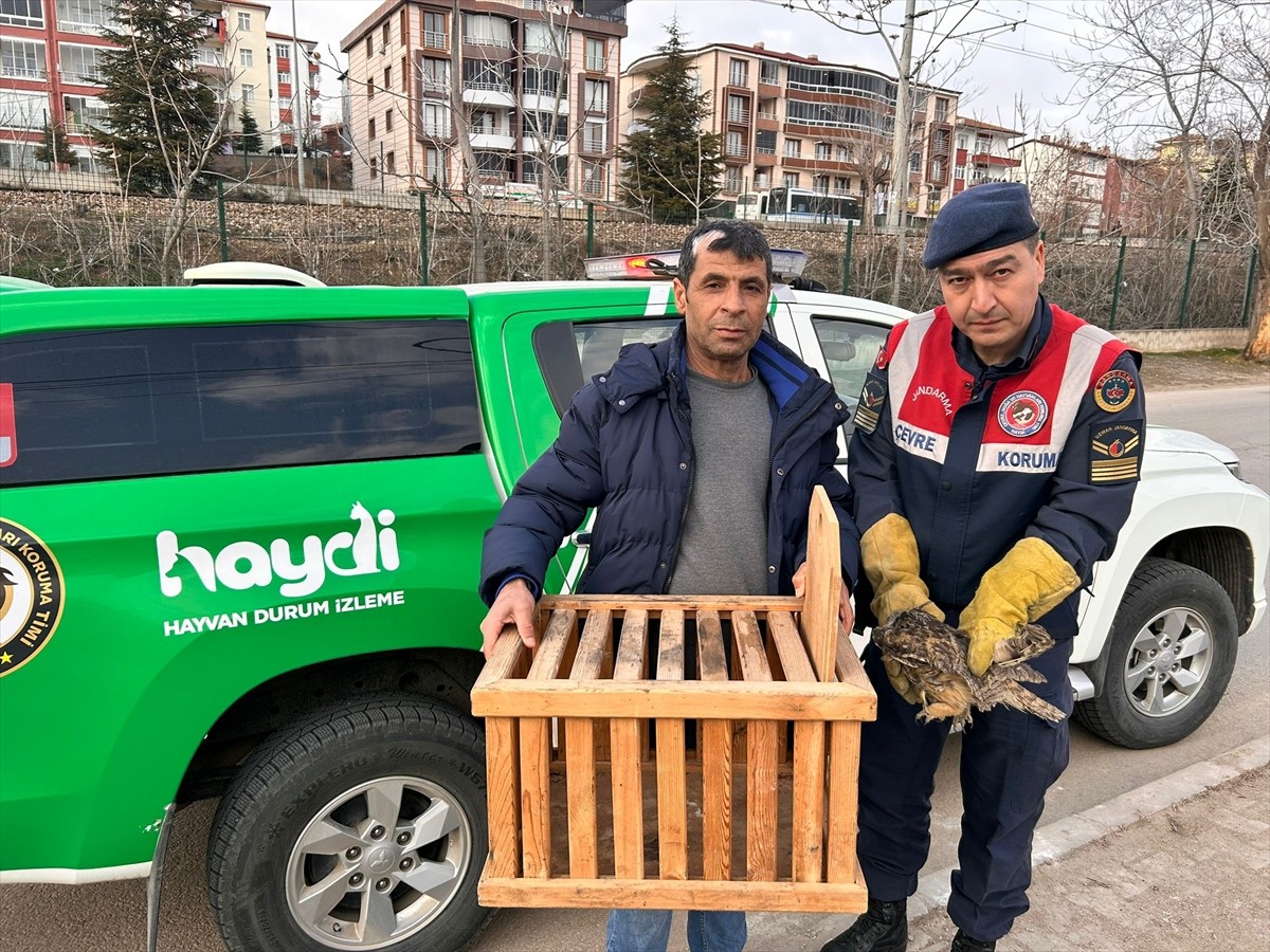 Kırıkkale'de jandarma ekiplerince bulunan yaralı kulaklı orman baykuşu tedavi altına alındı.