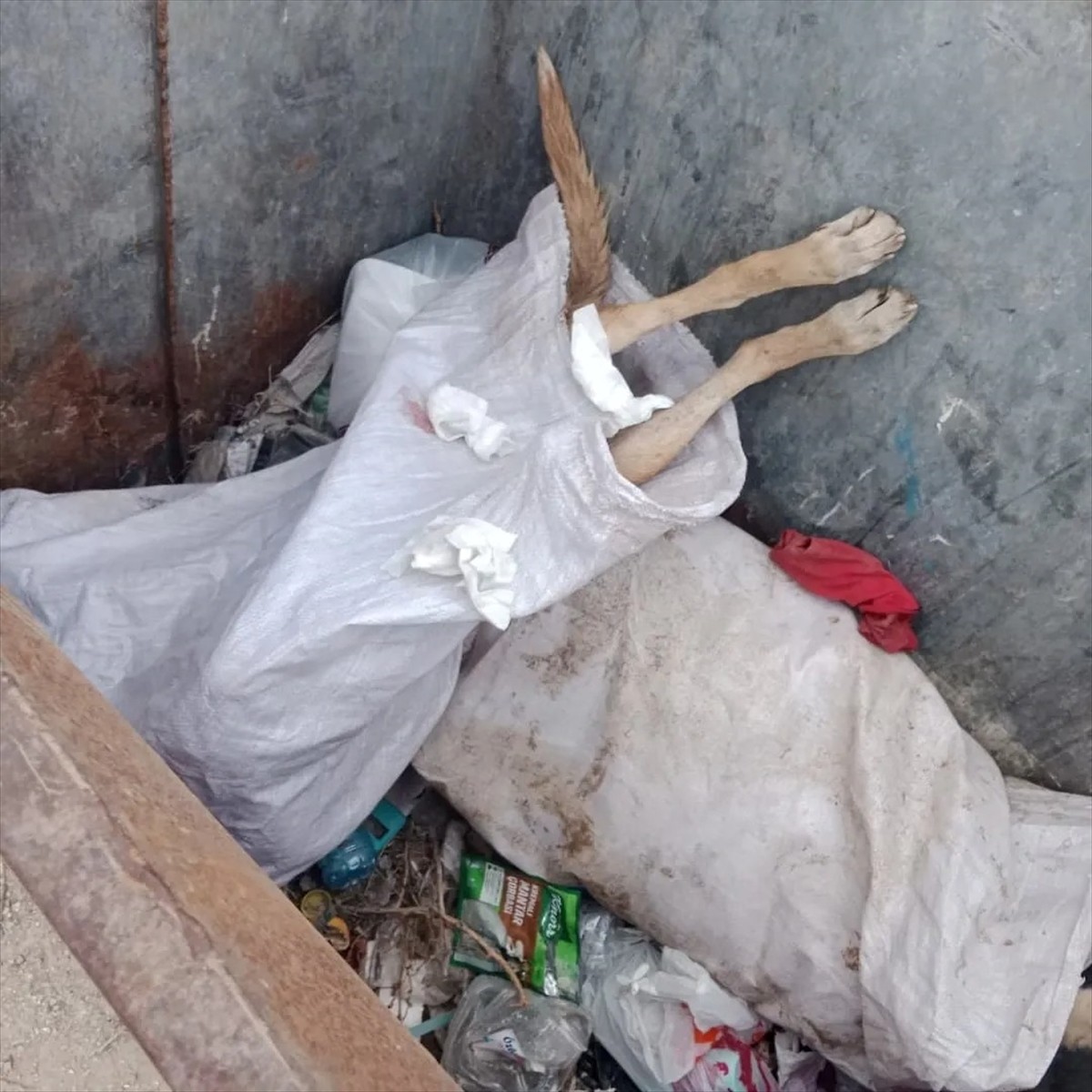 Kırklareli'nde iki farklı bölgede 11 köpek ile bir kuzunun ölü bulunmasına ilişkin soruşturma...