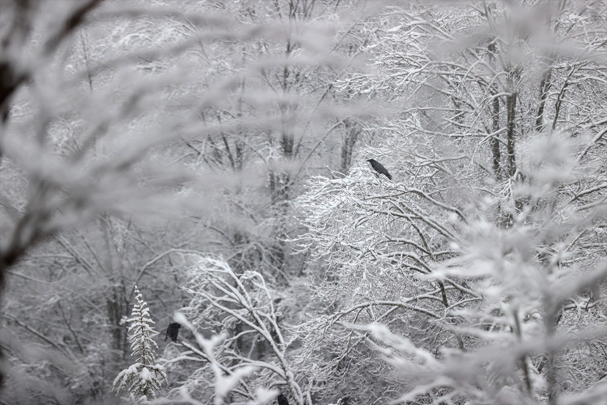 Kırklareli'nin Demirköy ilçesinin yüksek kesimlerinde kar yağışı etkili oluyor.  
