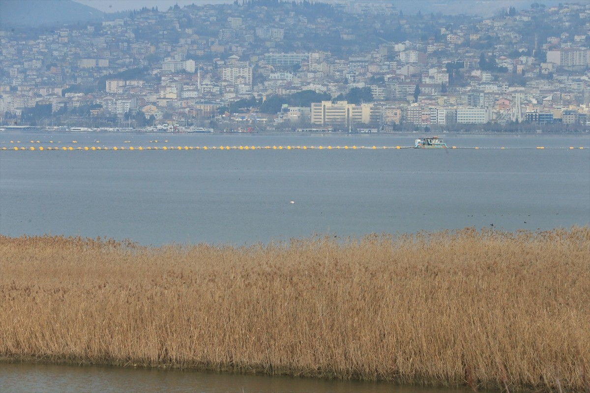 Kocaeli'de, 2 Şubat Dünya Sulak Alanlar Günü dolayısıyla flamingo gözlem şenliği düzenlendi....