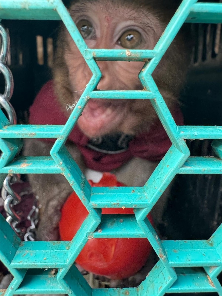 Mersin'in Tarsus ilçesindeki bir evde kaçak yollarla Türkiye'ye getirilen maymun ve 3 sincap...