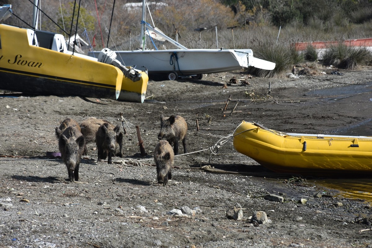 Muğla'nın Marmaris ilçesinde aç kaldıkları için şehre inen yaban domuzları sahilde bir süre...