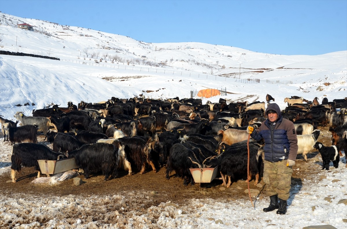 Muş'ta karla kaplı köylerde yaşayan besiciler, zorlu kış şartlarına rağmen hayvanlarının bakımını...