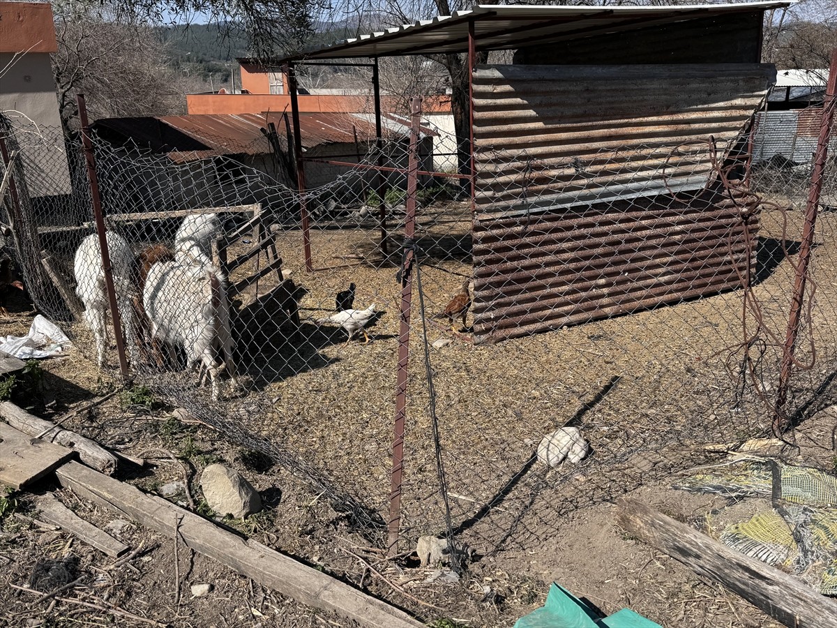 Osmaniye'nin Sumbas ilçesine bağlı Mehmetli Belediyesi sınırlarında küçükbaş hayvanların bulunduğu...
