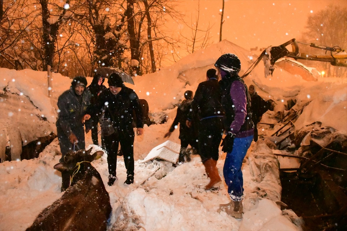 Samsun'un Terme ilçesinde kar nedeniyle çöken ahır çatısının altında kalan 40 büyükbaş hayvan...