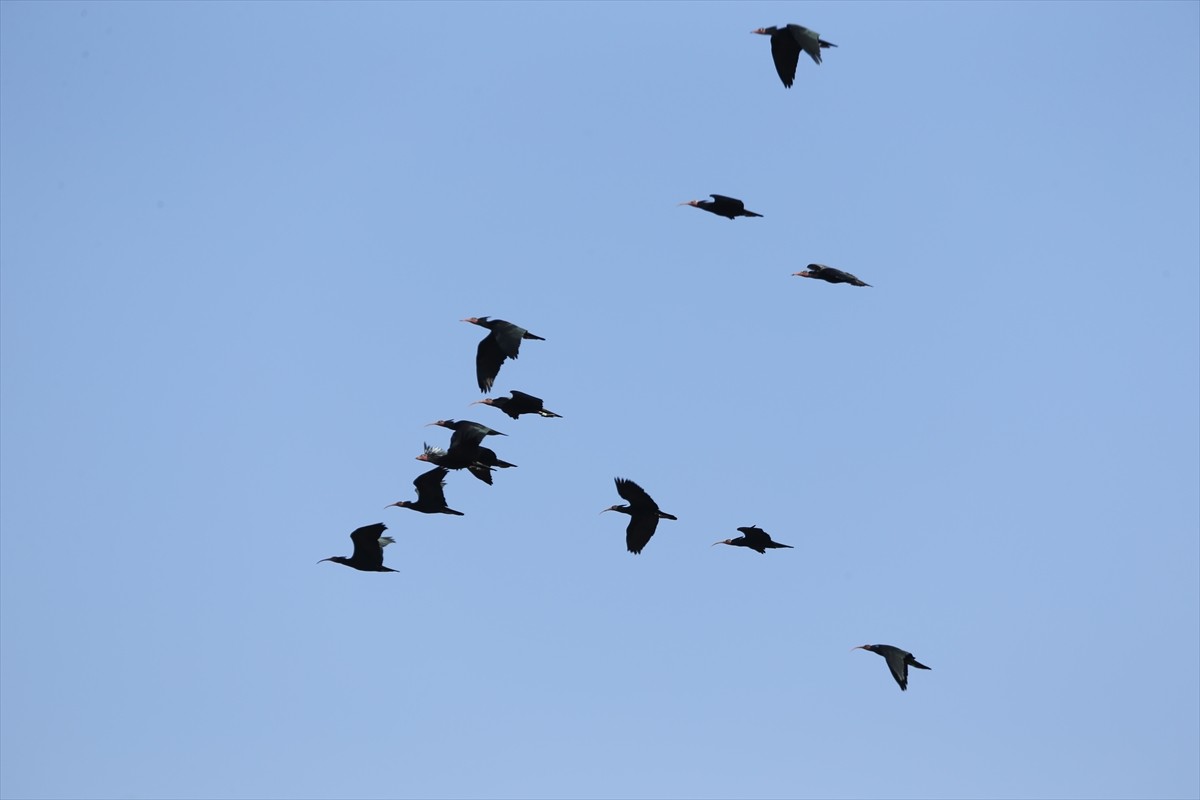 Şanlıurfa'nın Birecik ilçesindeki Kelaynak Üreme İstasyonu'nda nesli tükenme tehlikesinde olduğu...