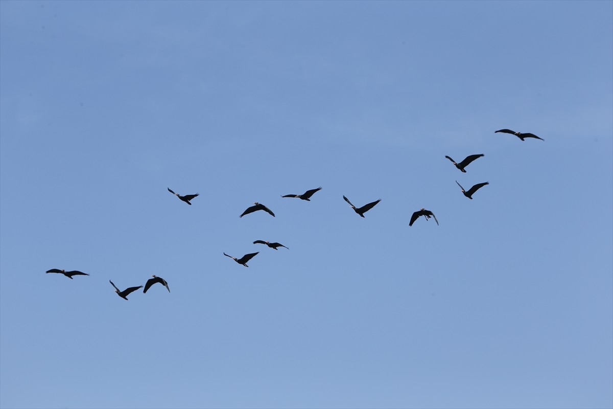 Şanlıurfa'nın Birecik ilçesindeki Kelaynak Üreme İstasyonu'nda nesli tükenme tehlikesinde olduğu...