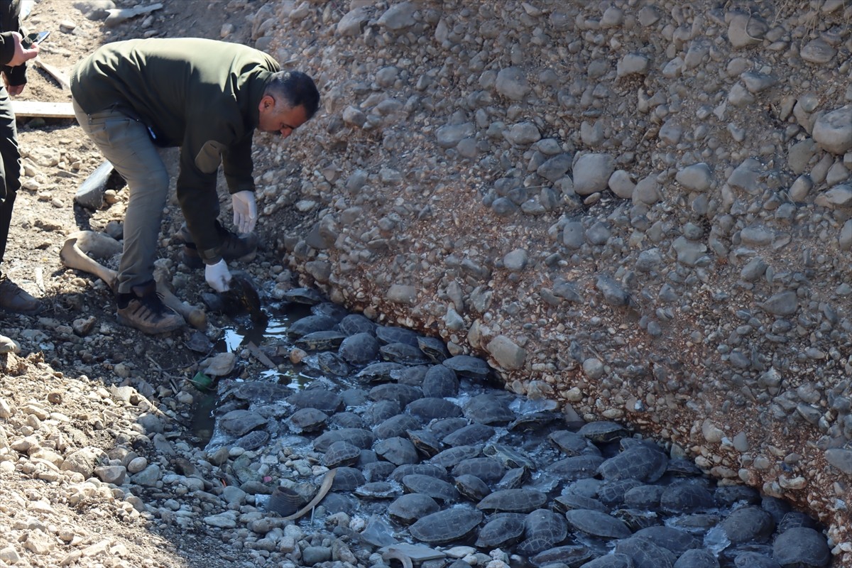 Şanlıurfa'nın Eyyübiye ilçesinde ıslah çalışmaları sırasında suyu kesilen derede mahsur kalan 316...