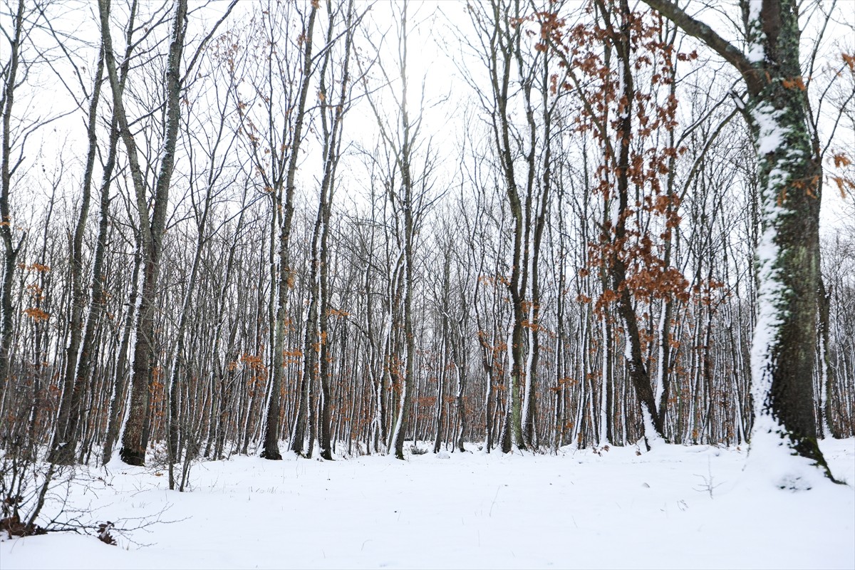 Tekirdağ'ın Kapaklı ilçesindeki İkiz Göller ve çevresi, kar yağışıyla beyaza büründü.