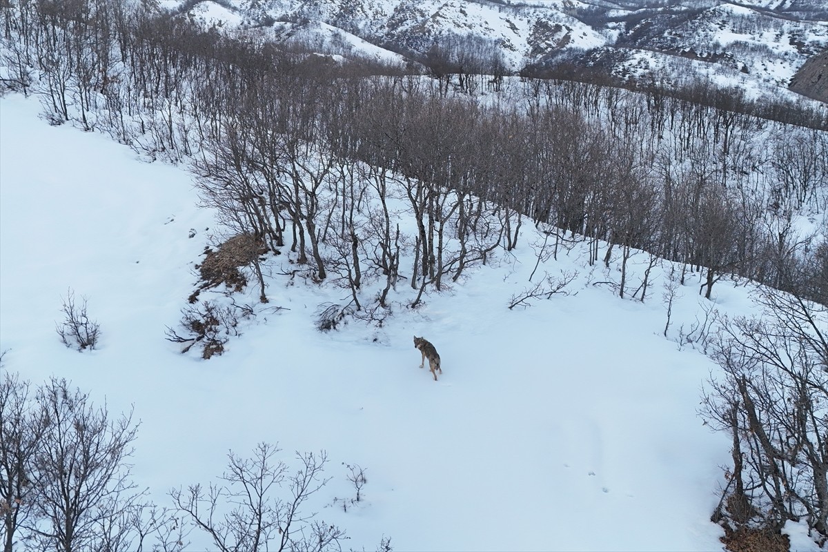 Tunceli'de sürü halinde gezen kurtlar, Munzur Vadisi Milli Parkı'ndaki karla kaplı ormanlarda...