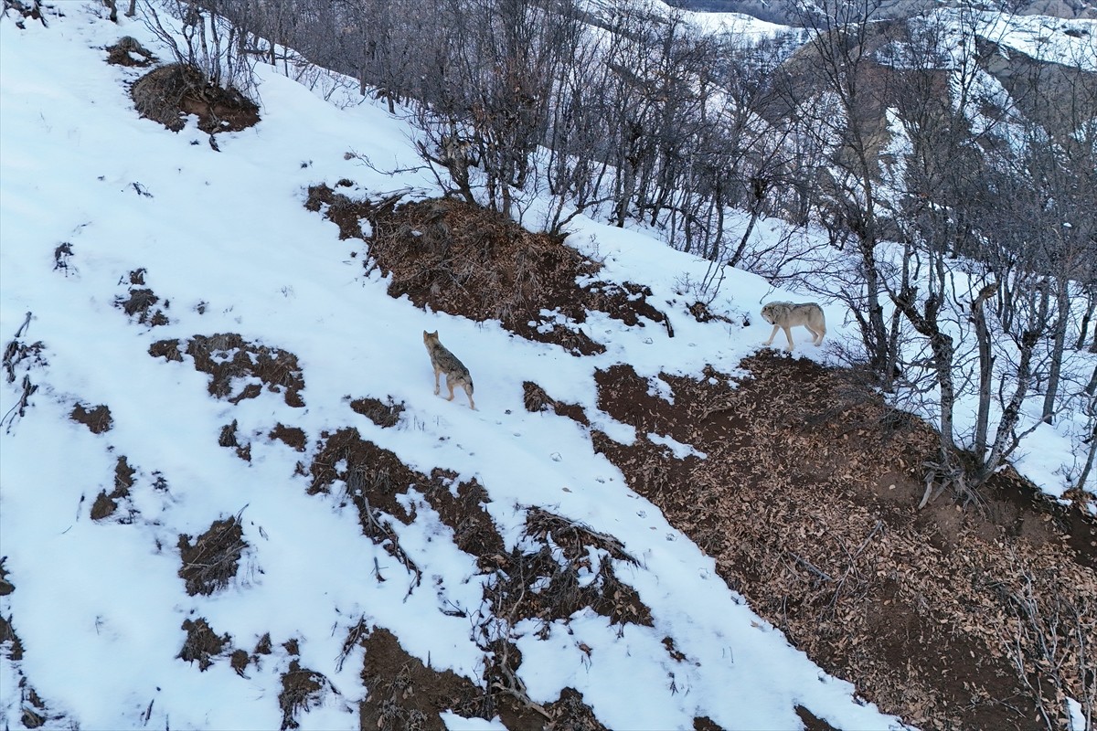 Tunceli'de sürü halinde gezen kurtlar, Munzur Vadisi Milli Parkı'ndaki karla kaplı ormanlarda...