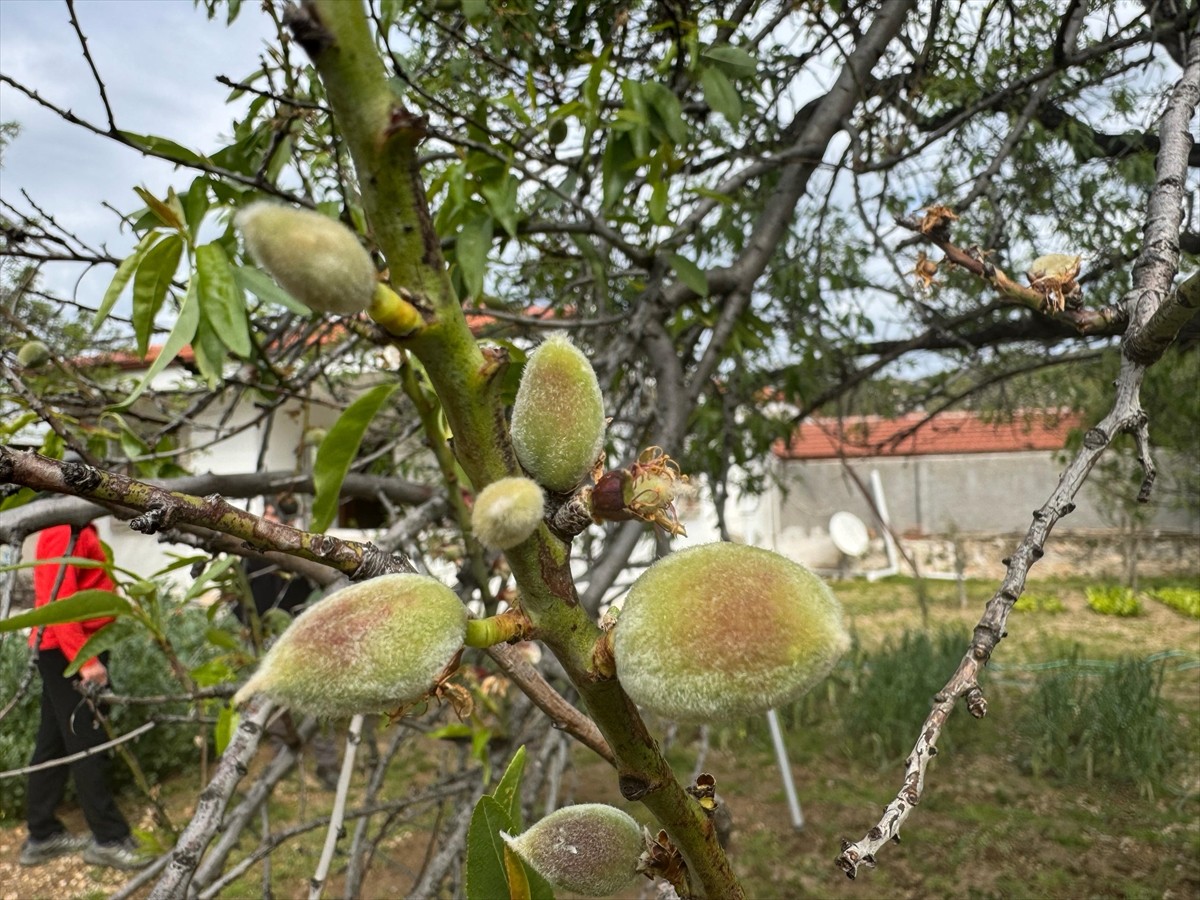 Türkiye'nin birçok bölgesinde kar ve soğuk hava etkili olurken Muğla'nın Datça ilçesinde badem...