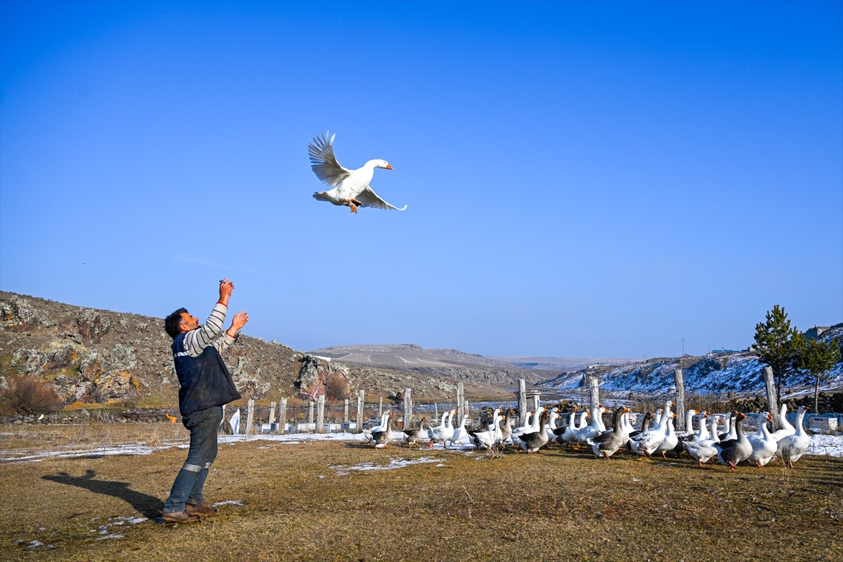 Türkiye'nin kaz yetiştiriciliğinin gözde merkezlerinden Kars'ta, özellikle kış aylarının...