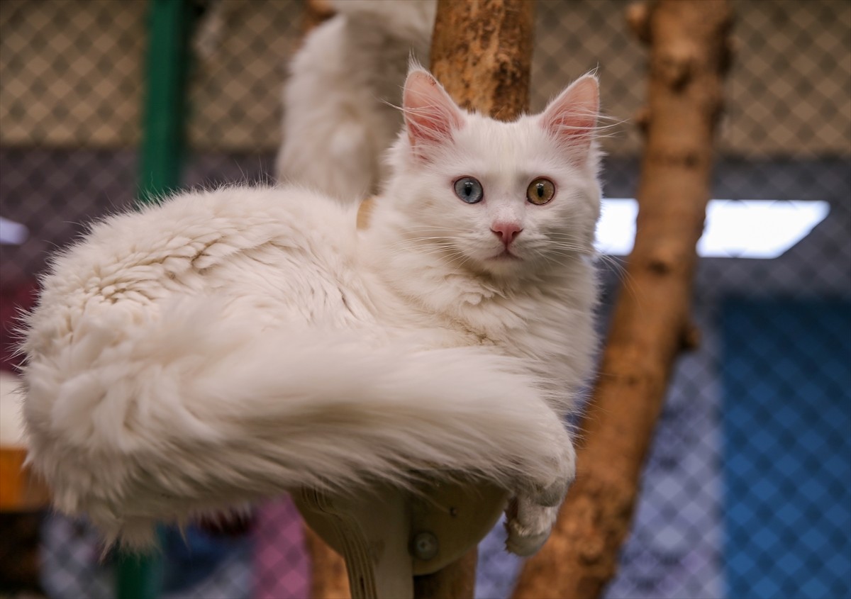 Van Yüzüncü Yıl Üniversitesi (YYÜ) Van Kedisi Araştırma ve Uygulama Merkezi bünyesindeki "Kedi...