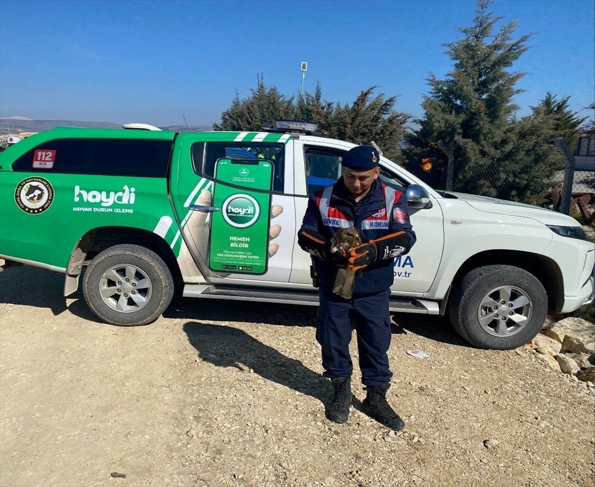 Amasya İl Jandarma Komutanlığı ekiplerinin devriye sırasında bulduğu yaralı şahin tedavi altına...