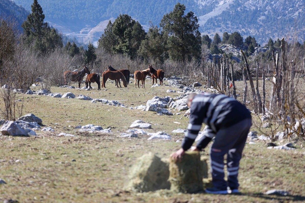 Antalya'nın İbradı ilçesindeki yılkı atlarına, soğuk hava nedeniyle beslenme sorunu yaşamamaları...