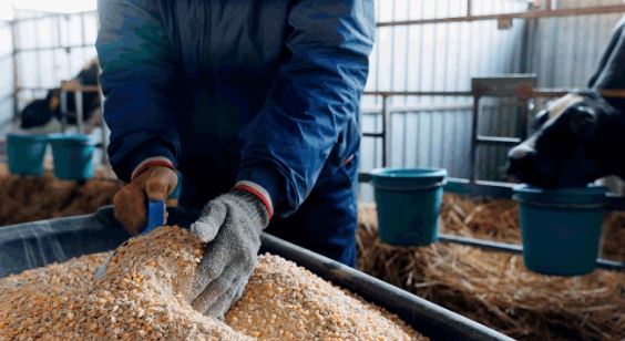 Antalya'da Üreticilere Destek: Yüzde 15 Hibeli Yem Desteği Devam Ediyor