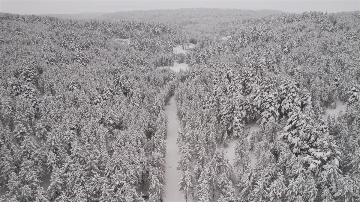 Ardahan'da etkili olan kar yağışının ardından Ardahan-Göle kara yolu ile Sarıçam ormanları beyaza...