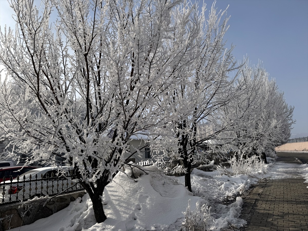 Ardahan'da soğuk havanın etkisiyle sis, kırağı ve buzlanma meydana geldi. Ağaçlar ve araçlar...