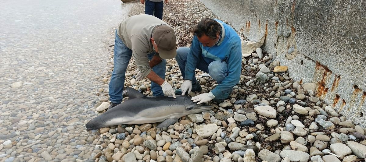 Aydın'ın Kuşadası ilçesinde sahilde "tırtak" türünde yunus ölü bulundu.