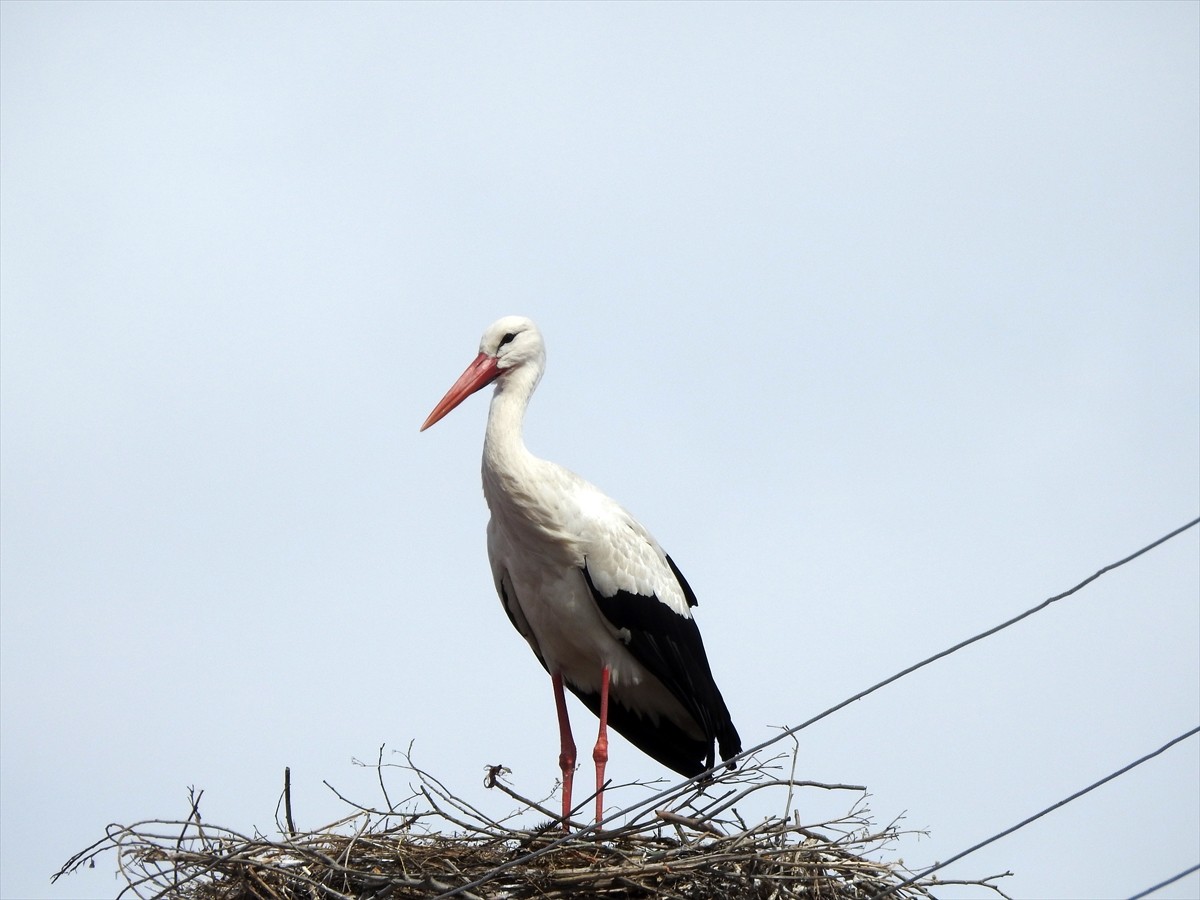 Baharın müjdecisi leylekler, halen bir kısmı karla kaplı olan Ardahan'ın Göle ilçesine gelmeye...