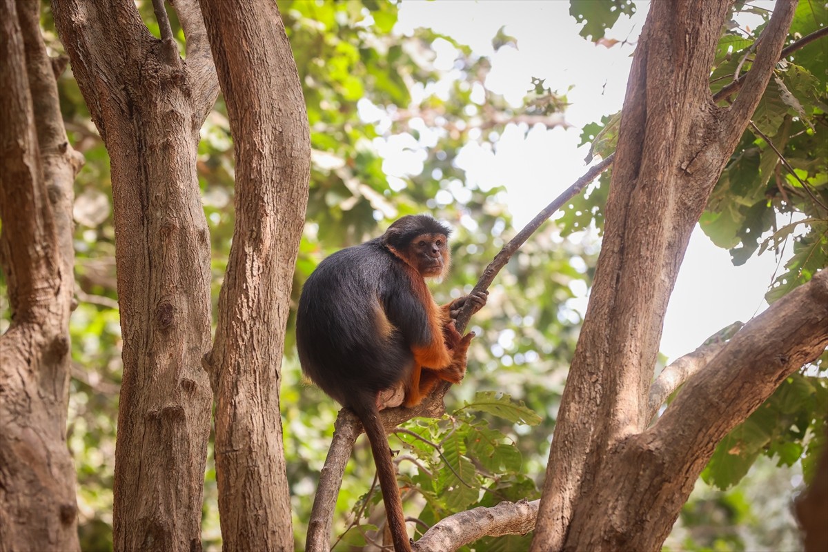 Batı Afrika ülkesi Gambiya’da yer alan Bijilo Orman Parkı, zengin doğal yaşamı ve özellikle maymun...