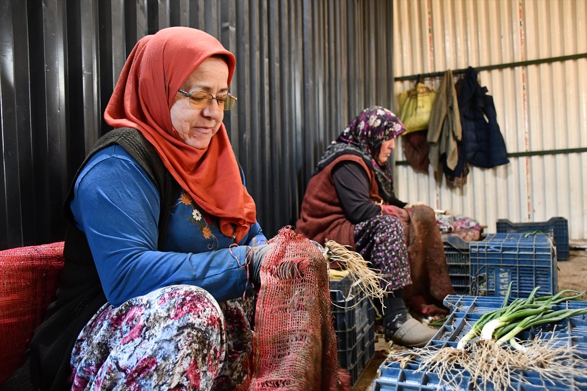 Bilecik'in İnhisar ilçesinde yetiştirilen ve İstanbul başta olmak üzere Marmara Bölgesi'ndeki...