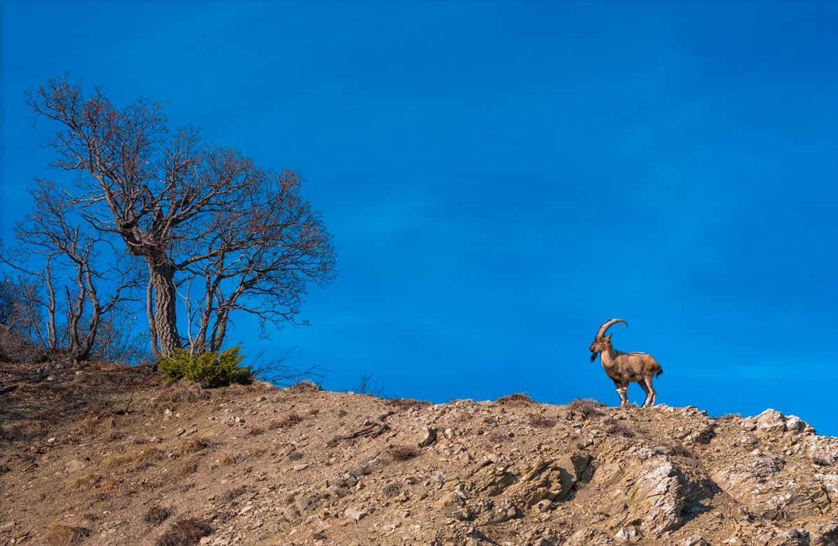 Bingöl'ün Yedisu ilçesinde teke yaban keçisi dağda tek başına gezerken görüntülendi.