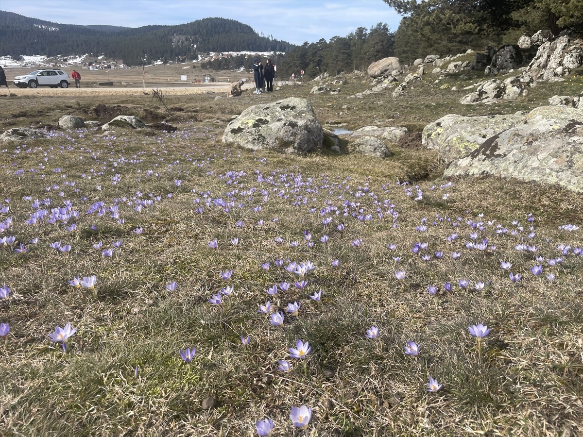 Bolu'da havaların ısınmasıyla Sarıalan Yaylası'nda çiğdemler çiçek açtı.