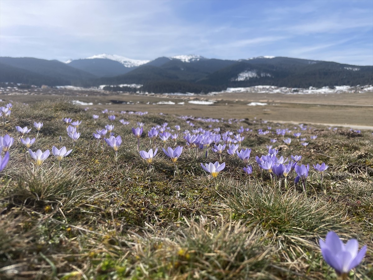 Bolu'da havaların ısınmasıyla Sarıalan Yaylası'nda çiğdemler çiçek açtı.