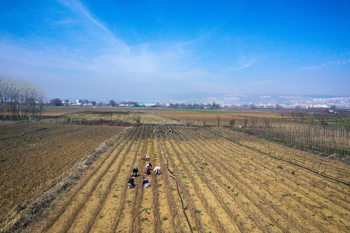 Bursa'nın İnegöl ilçesinde yetiştirilen çöğürler (tohumdan yetiştirilen küçük anaç fidan), yurt...