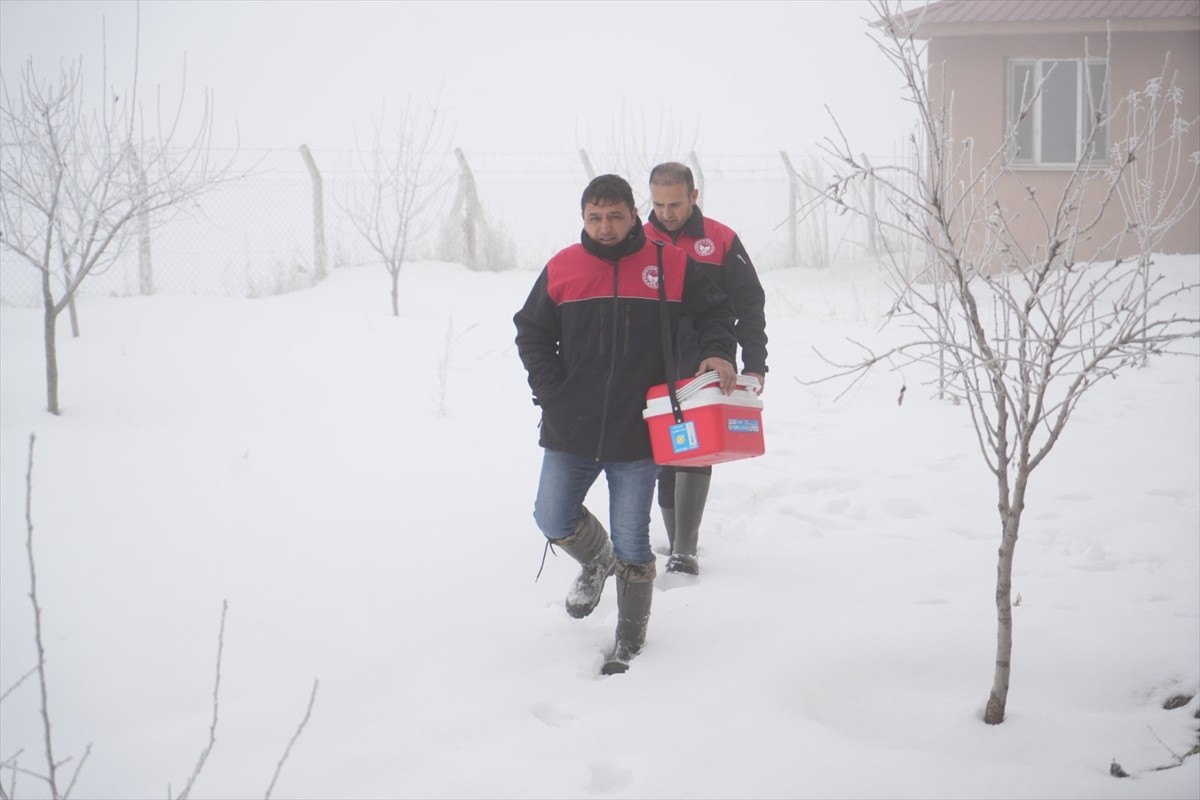 Büyükbaş ve küçükbaş hayvancılığın yaygın yapıldığı Muş'ta, İl Tarım ve Orman Müdürlüğü ekipleri...