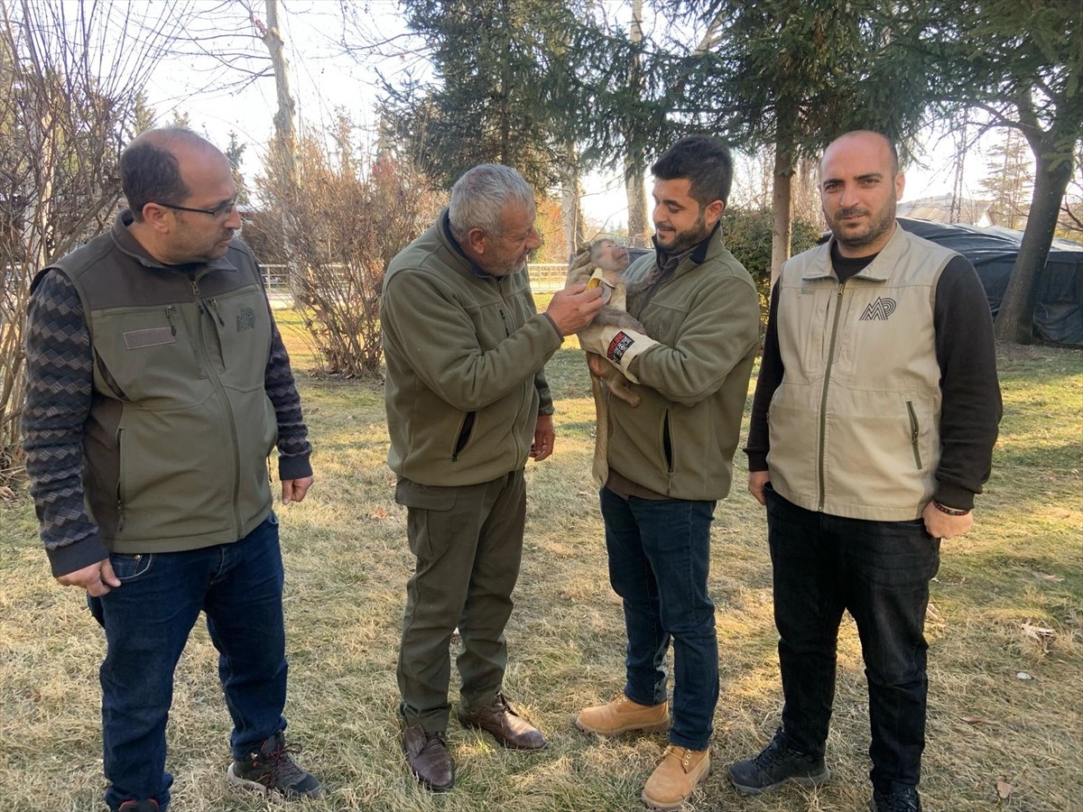 Elazığ'da bulunan makak maymunu Gaziantep Hayvanat Bahçesi'ne gönderildi.