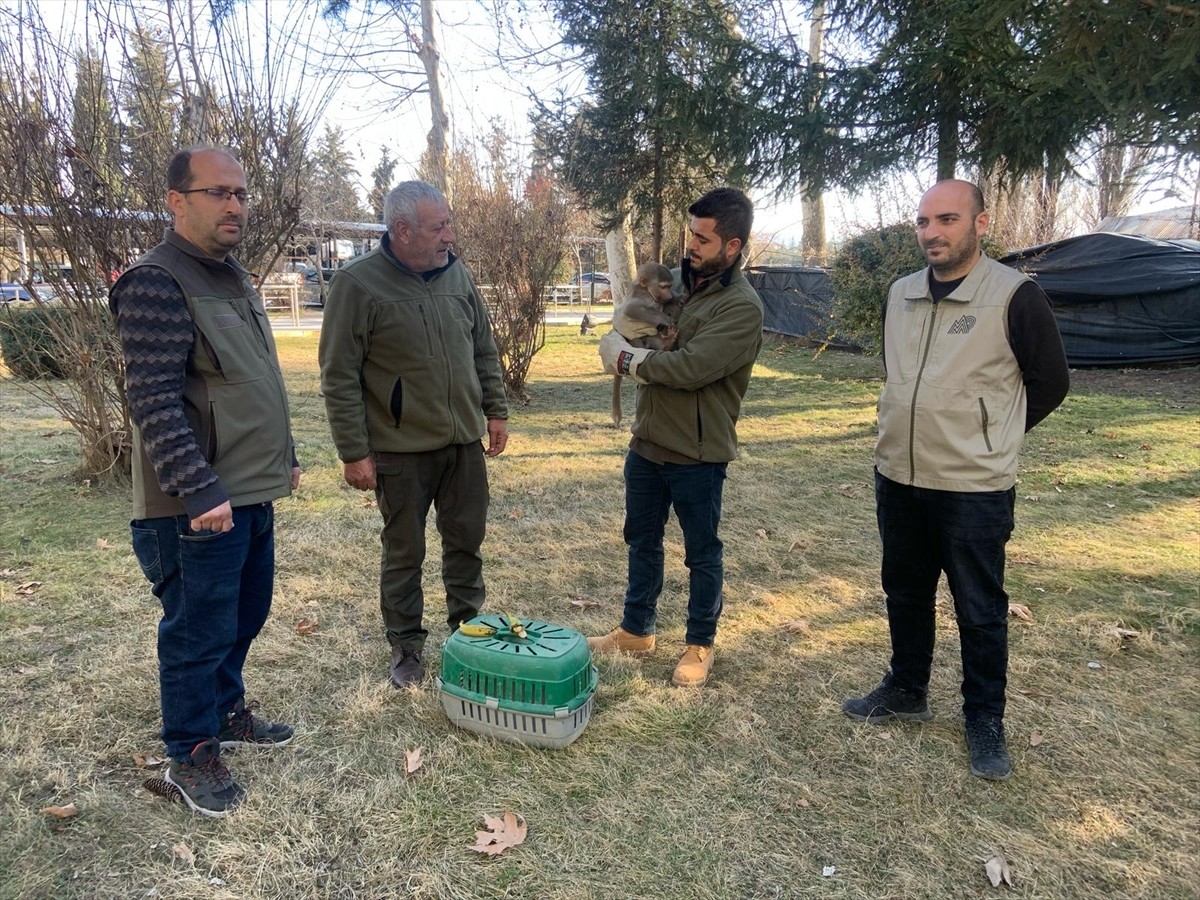Elazığ'da bulunan makak maymunu Gaziantep Hayvanat Bahçesi'ne gönderildi.