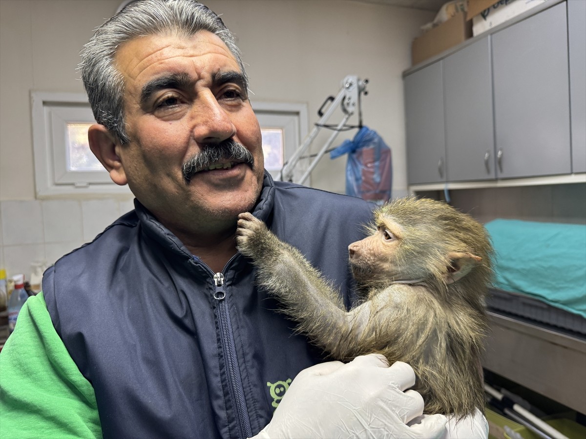 Elazığ'da bulunan ve ilk bakımı yapılan yavru babun, Gaziantep Doğal Yaşam Parkı'na yerleştirildi....