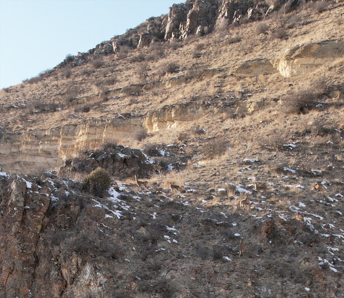 Erzurum'un Şenkaya ilçesinde sürü halinde otlanan dağ keçileri, dron kamerasıyla kaydedildi.