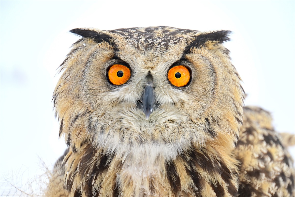 Farklı nedenlerle yaralanan ya da yeterince beslenemediği için bitkin düşen yaban hayvanları, Van...