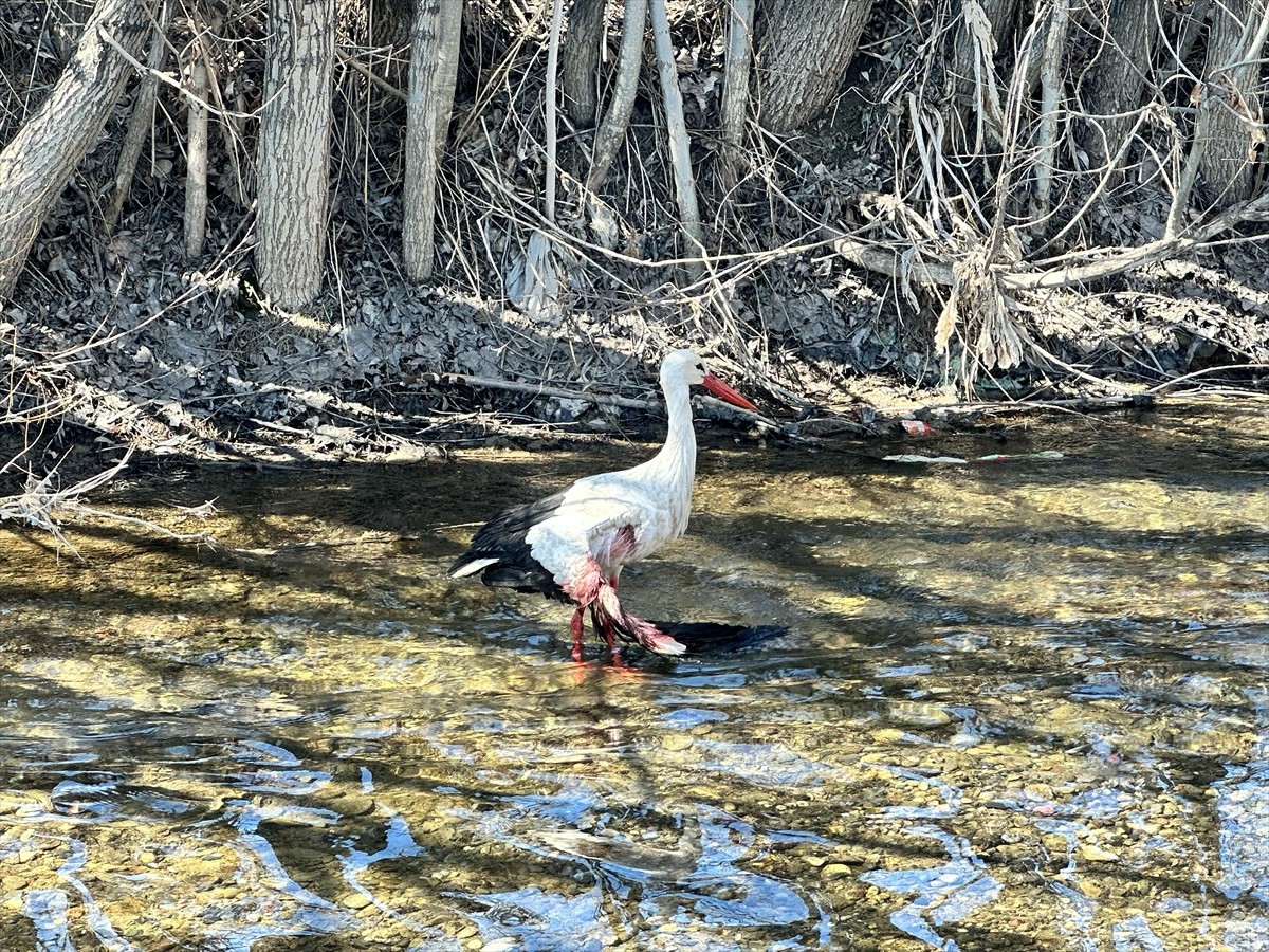 Hakkari'nin Yüksekova ilçesinde yaralı halde bulunan leylek, ekiplerce tedavi altına alındı. 