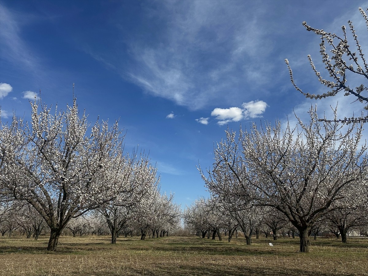 Iğdır'da havaların ısınmasıyla kayısı bahçelerinde ağaçlar beyaz çiçeklerle süslendi.
