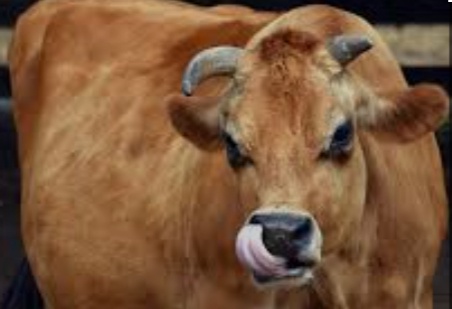 Karadeniz'de Süt İneklerine Ücretsiz Suni Tohumlama Projesi Başlatıldı