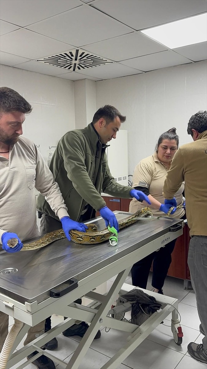 Kütahya'da şehirlerarası yolcu otobüsünde arama yapan polis ekipleri, bir karton kutunun içinde...