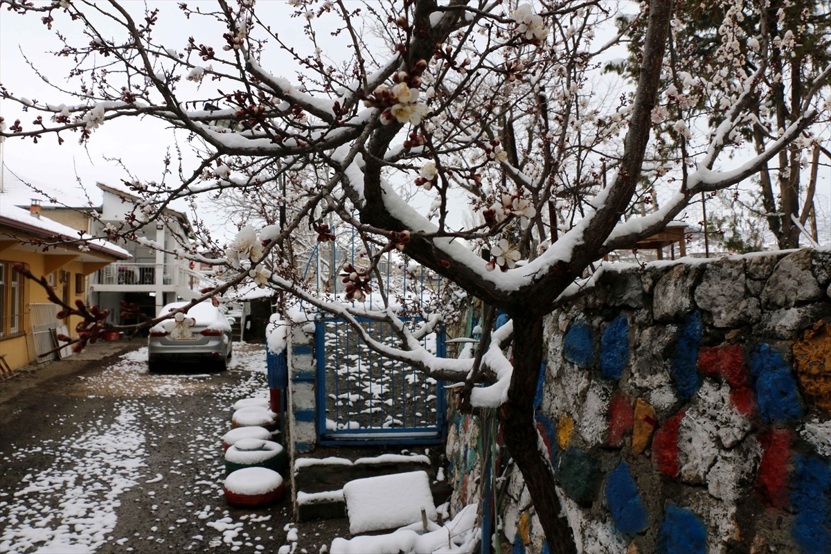 Malatya'nın Hekimhan ilçesinde kar yağışı etkisini sürdürüyor. İlçede çiçek açan kayısı ağaçları...