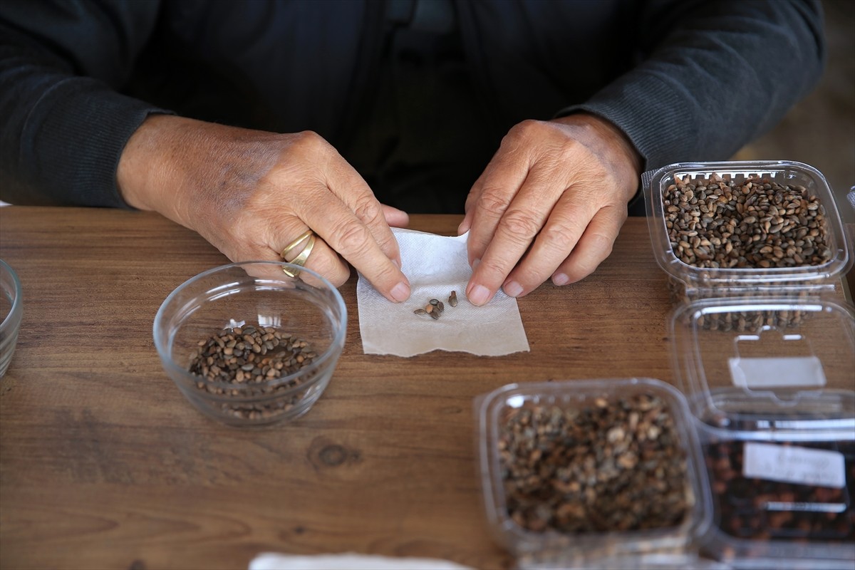 Manisa'da, 27 yıl önce emekli olan orman yüksek mühendisi Abdulkadir Hasbutçu (fotoğrafta), "yeşil...