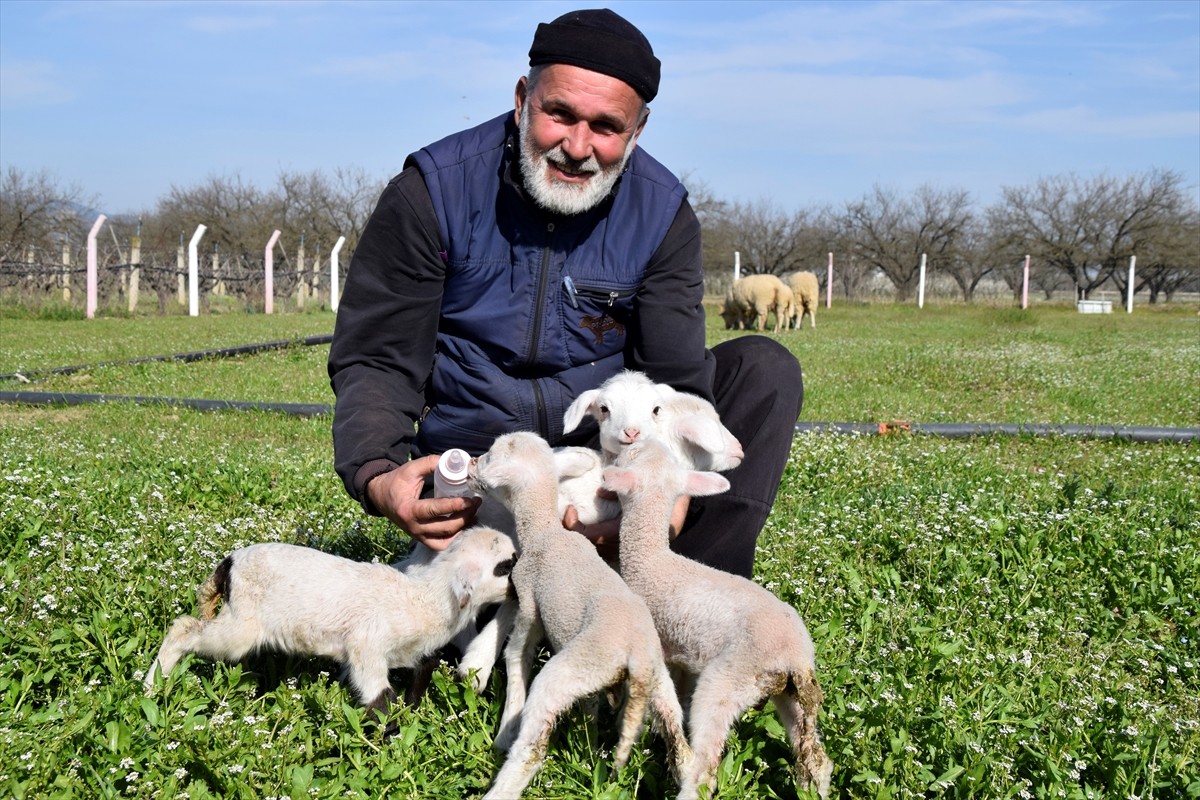 Manisa'nın Turgutlu ilçesinde besicilik yapan 52 yaşındaki İslam Akgül, koyununun tek batında 5...