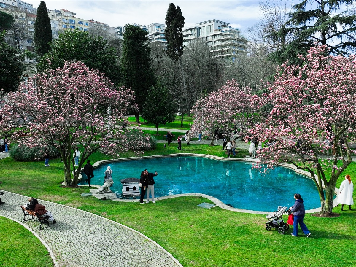 Milli Saraylar Başkanlığına bağlı Ihlamur Kasırları, baharda çiçek açan manolya ağaçlarıyla görsel...